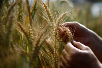 Opportunities for US-China Investments in Agricultural Innovation and New Technologies