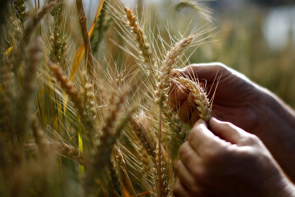 Opportunities for US-China Investments in Agricultural Innovation and New Technologies